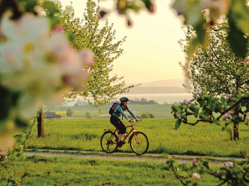 Fietser op een landweg tussen bloeiende fruitbomen